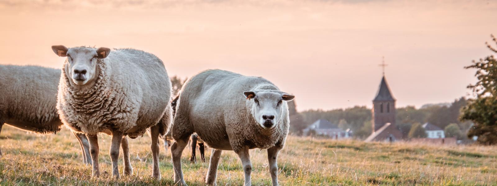 Sheep in field