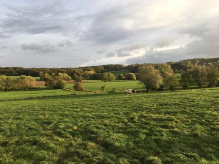 Green field with a cow on a sunny day