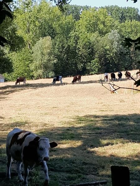 Cows hiding in a shade on a sunny day in a field
