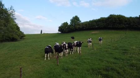 Black and white cows standing behind a fence on a green field