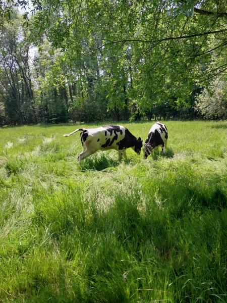Two cows grazing on a green field on a sunny day 