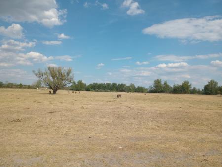 Drying out grassland landscape with some holes grazing in the sun