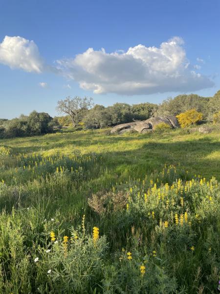Wildflowers in Portugal 