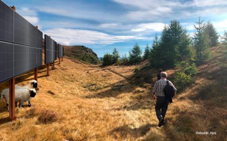 two people walking through a grassland landscape near solar batteries, two sheep under them