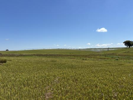 Landscape of cereal field irrigation pivot