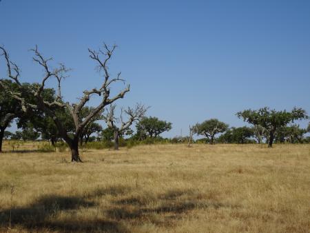 Dry grassland with some dead and soma alive trees degrading