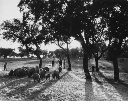 Black and white image of pig herders