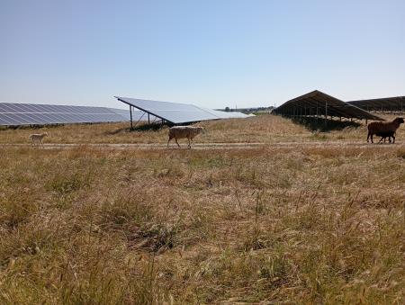 Image of a sheep walking with solar panels in the background