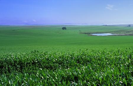 Green cereal field with a irrigation pond 