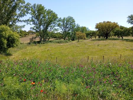 Green field with a few trees