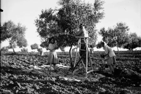Black and white image of three people olive picking