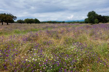Landscape of flower field and some trees in the background