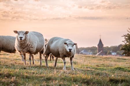 Sheep in field