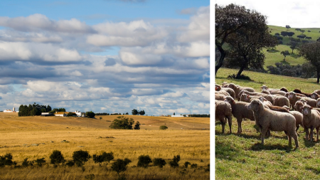 Alentejo landscape and sheep in a field 