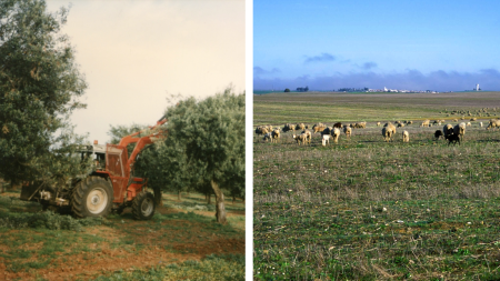 Agricultural operations and a flock of sheep in Lower Alentejo 