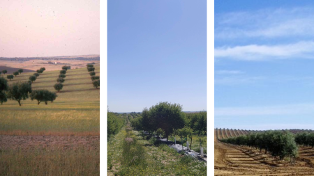 From left to right: Traditional olive grove [2003]; Intensive olive grove [2025]; Super intensive olive grove [2007]