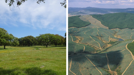 Montado landscape [2020] (left) ;Eucalypt forest plantation in Serra de Odemira [2006] (right)