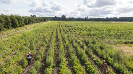 Denmark - field with crops