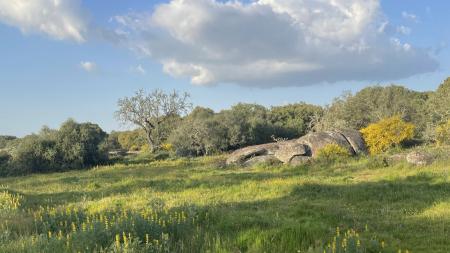Grass field with rocks and trees
