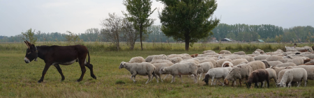 A horse and sheep in Hungary 